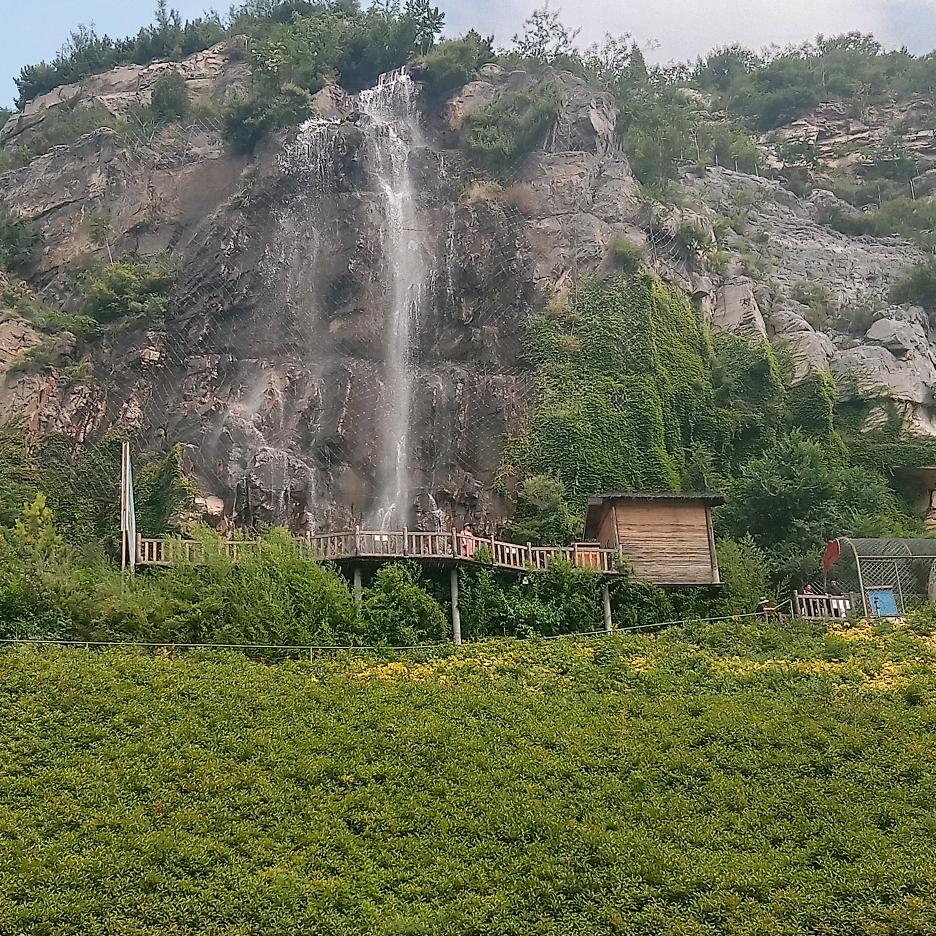草