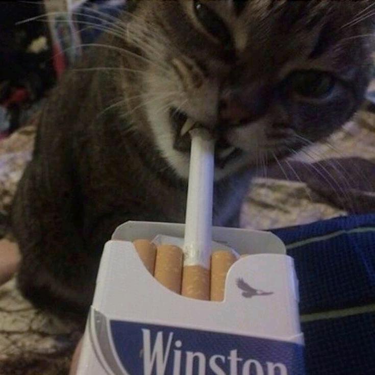 上海下水道里的一只耗子
