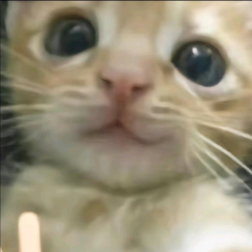 南封吾猫