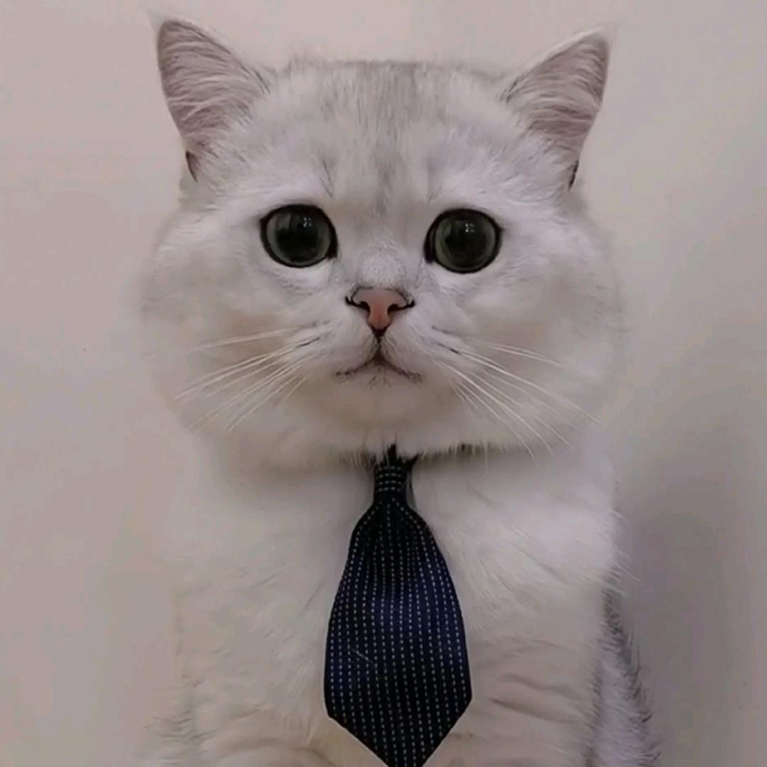 陈皮巧克力