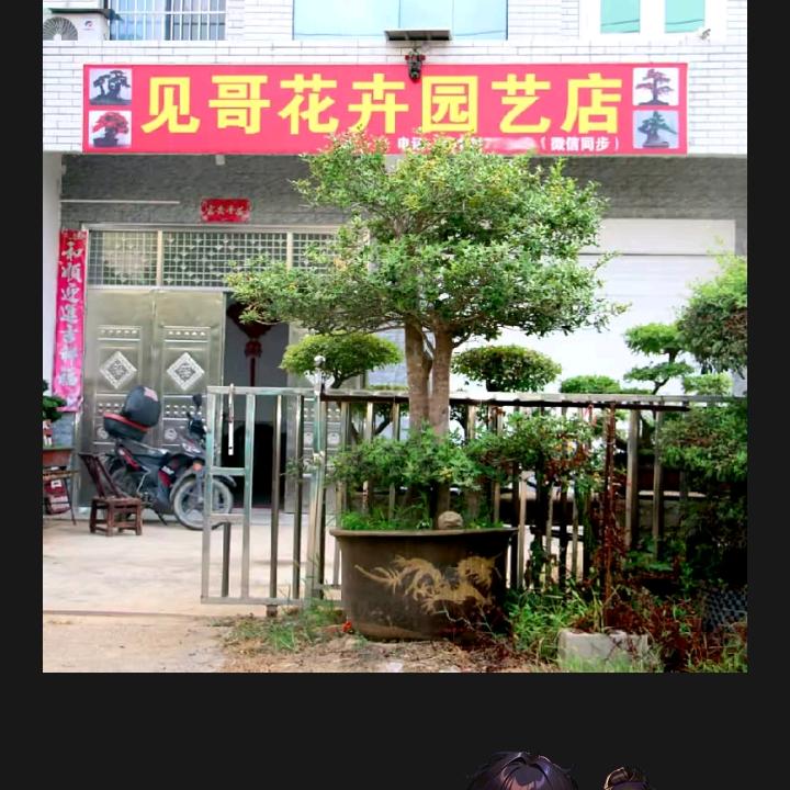 见哥盆景（玫瑰园）