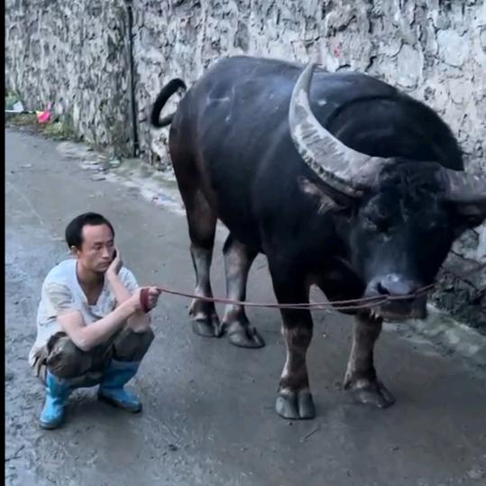 湾滩河原（毒霸牛王）林林，