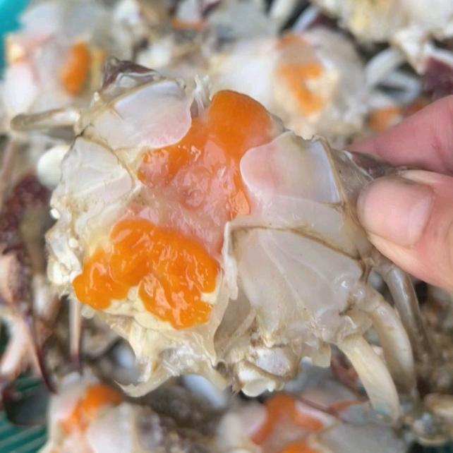 海捕梭子蟹批发