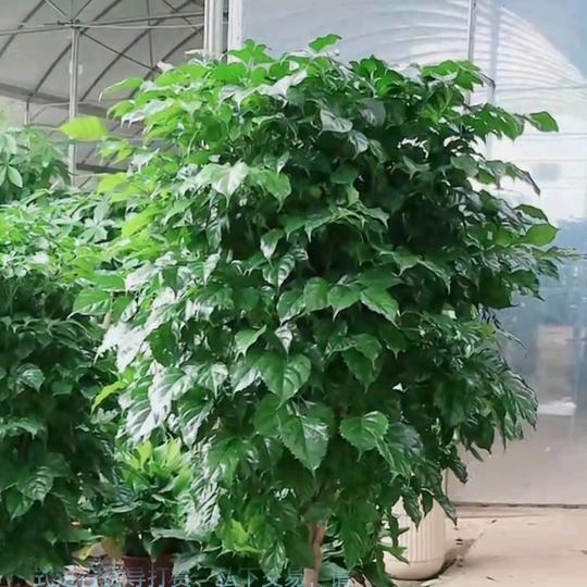 幸福🌿