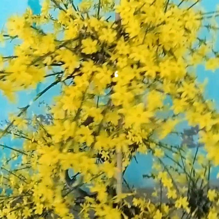 临朐石河村老傅