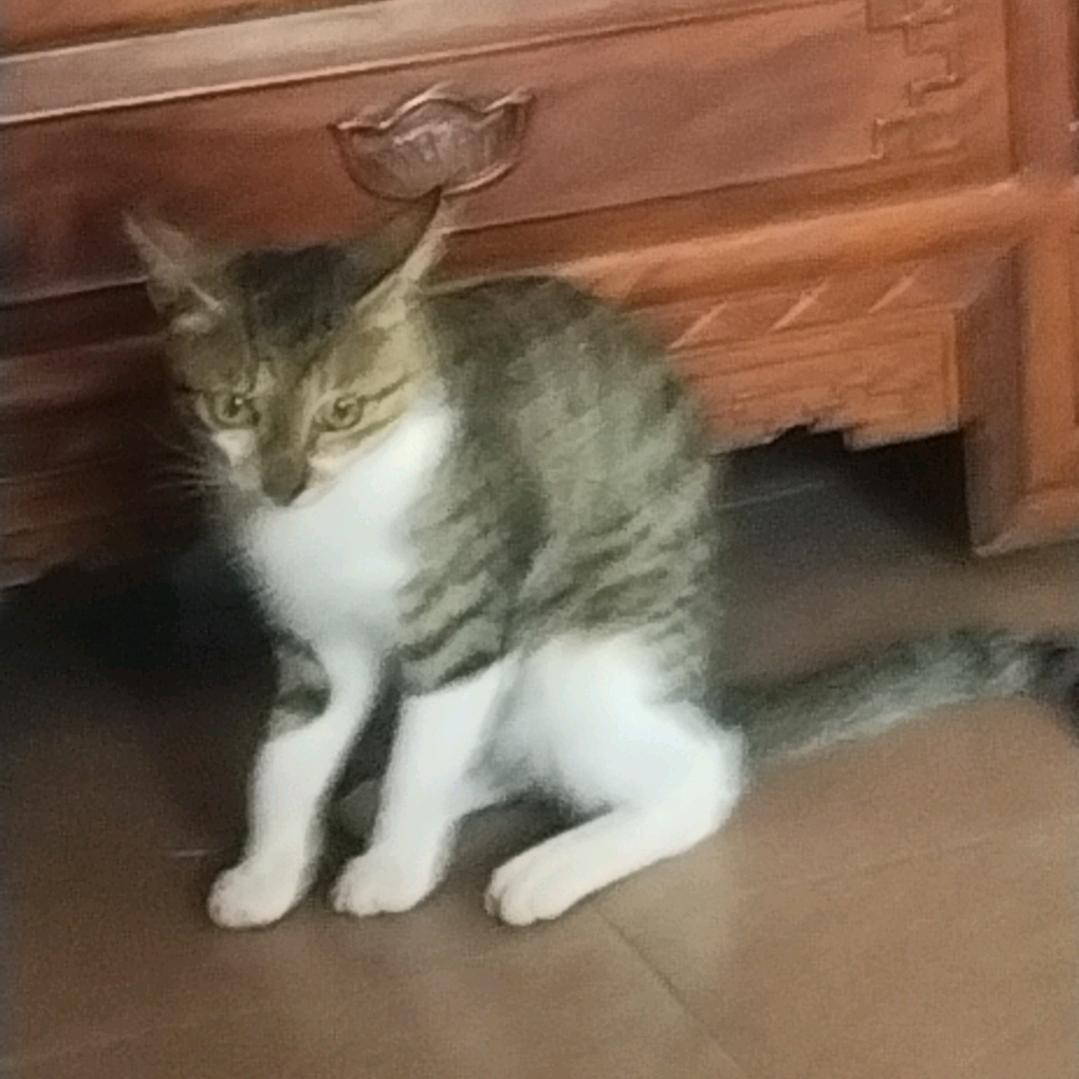 中山市澳香美味食品铺子