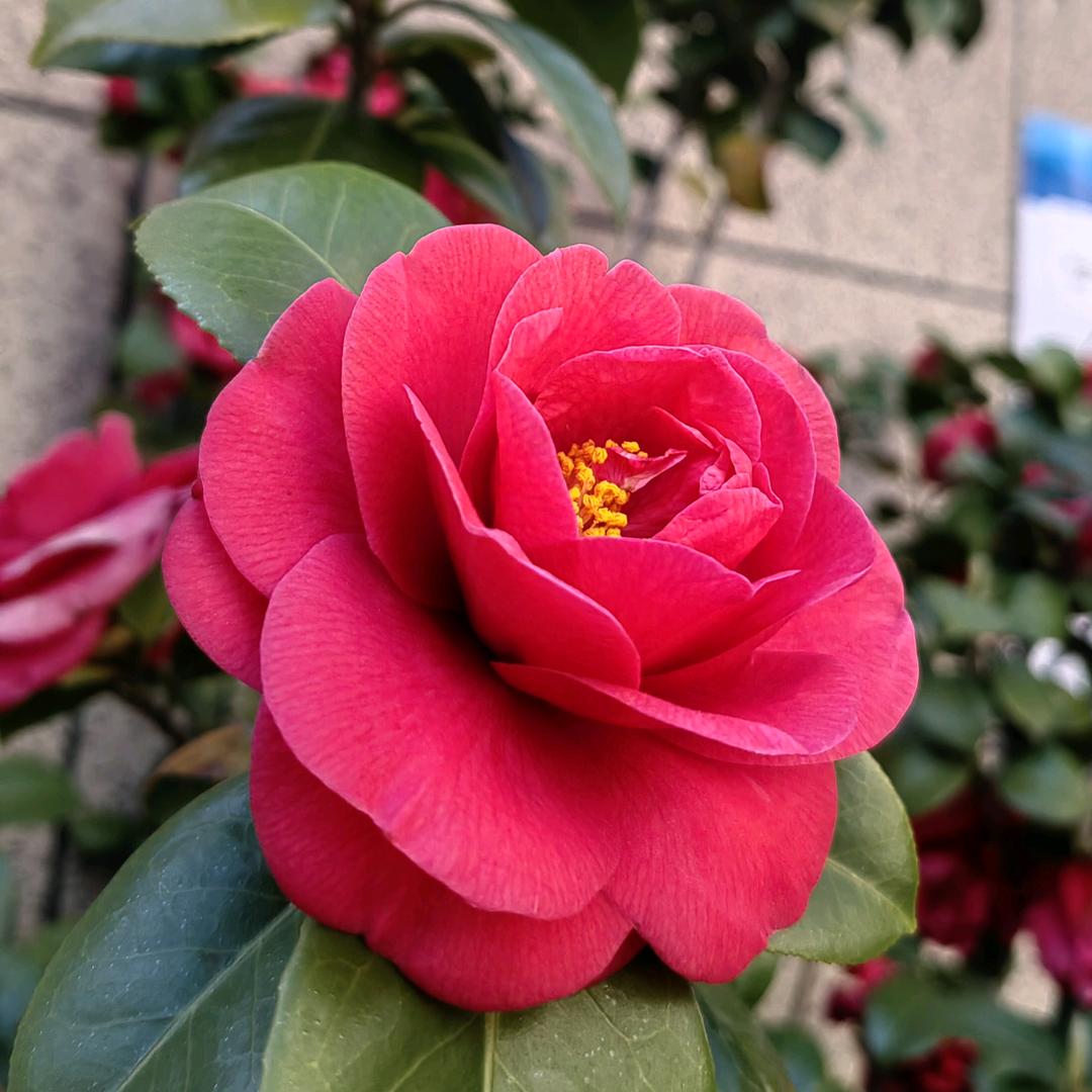 洋洋