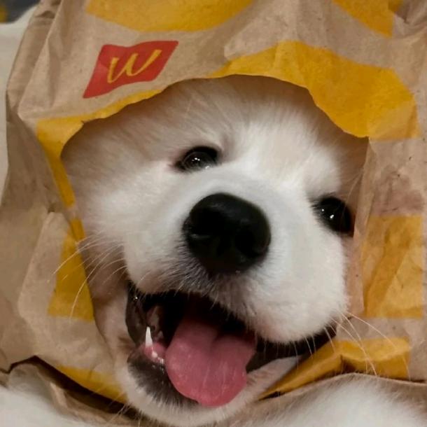 克莱因瓶里的猫