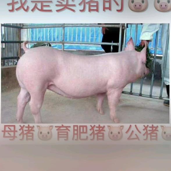 禾隆种猪养殖场