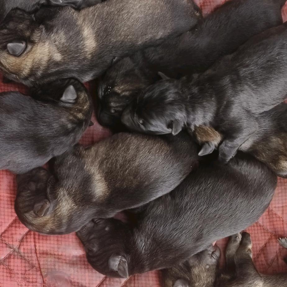 波波拉面，东德发烧友