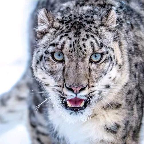 雪豹突击常青花木