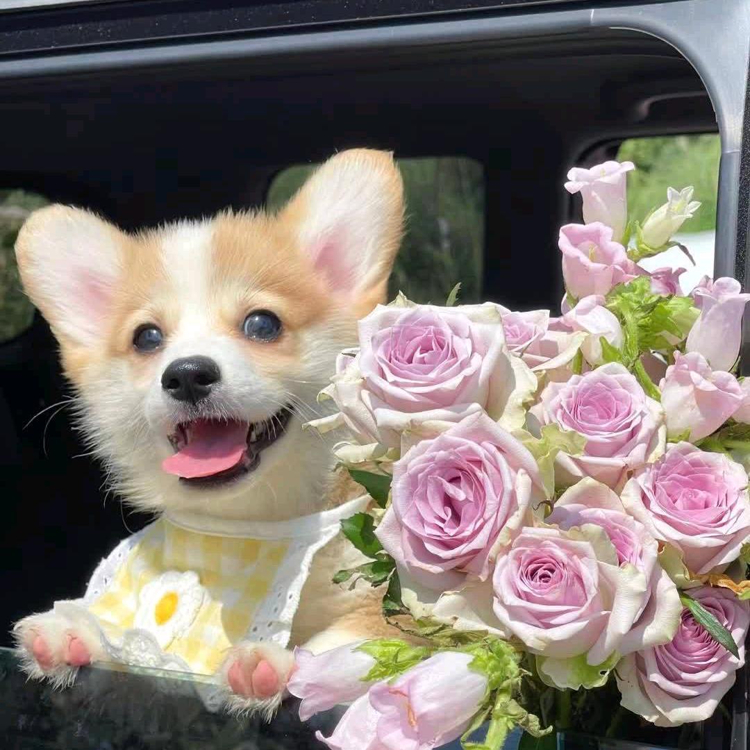 🎀助理授权账号~biu