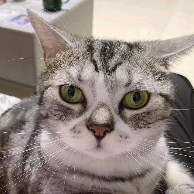 可乐和蛋蛋