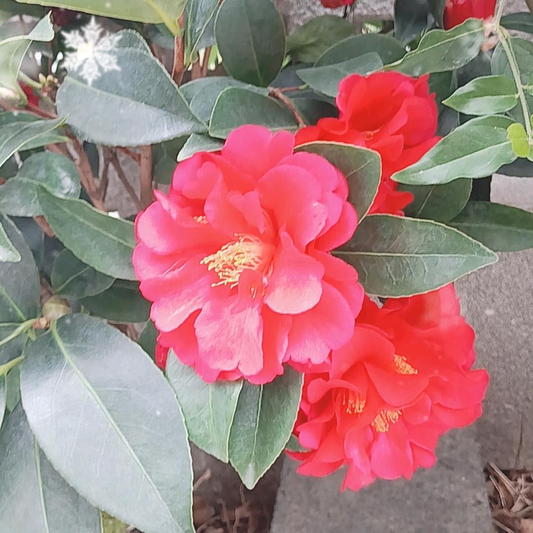 乌漆麻黑