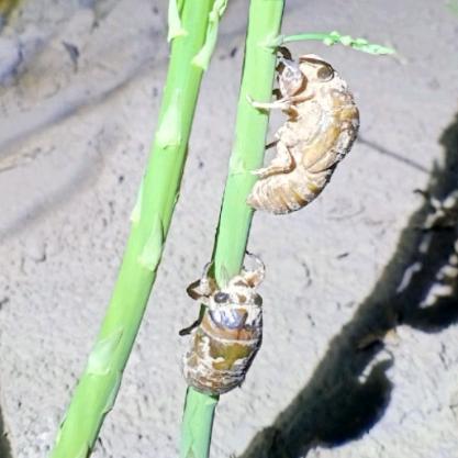 济宁梁山柳树芦笋金蝉养殖孵化基地