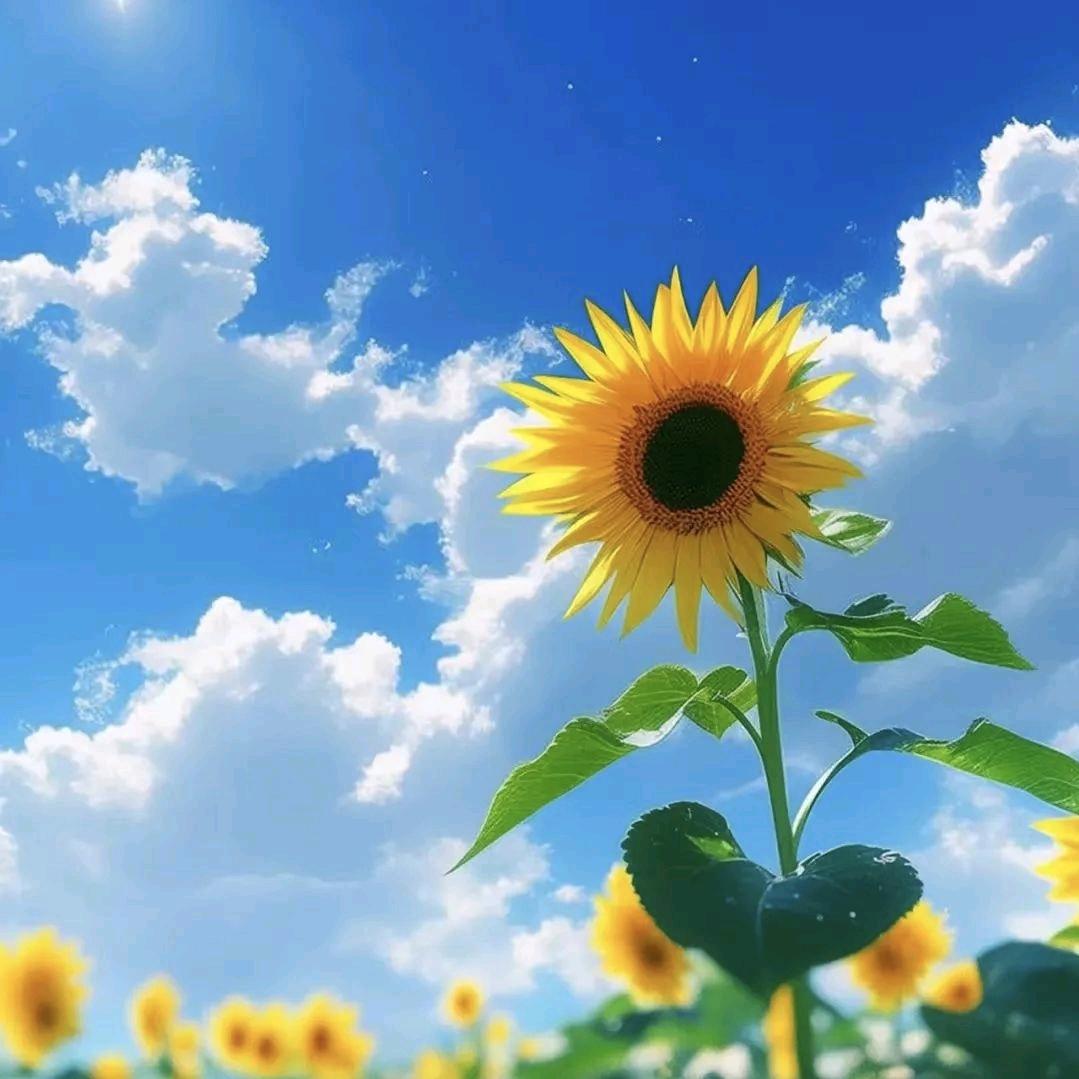 向日葵