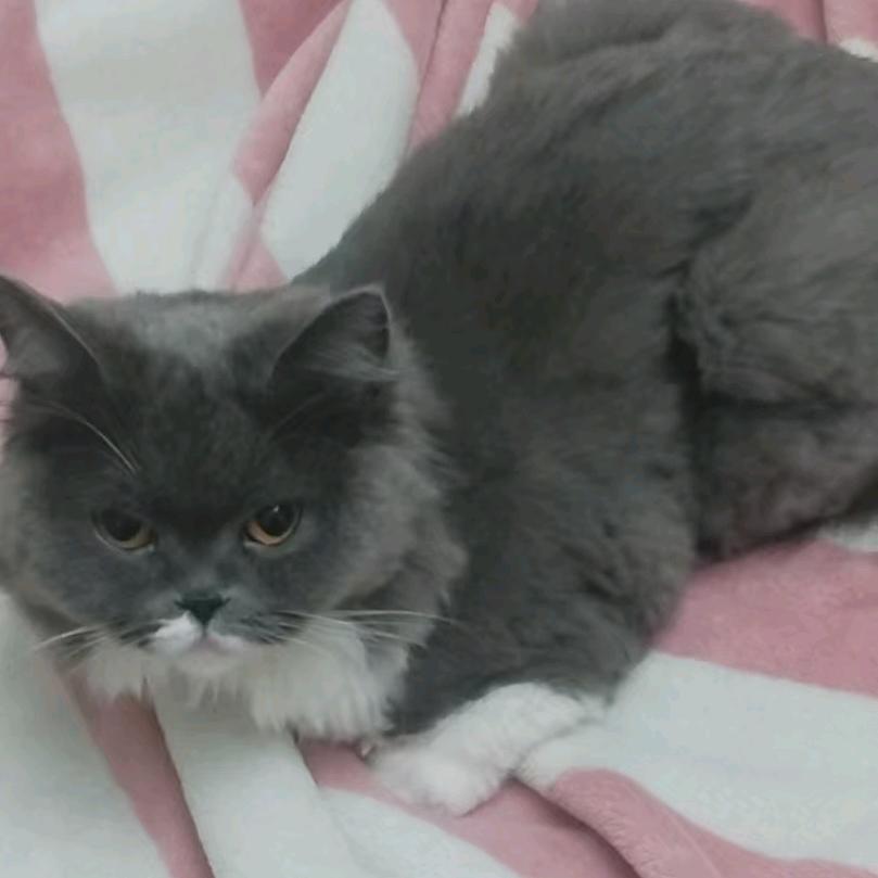 熙希
