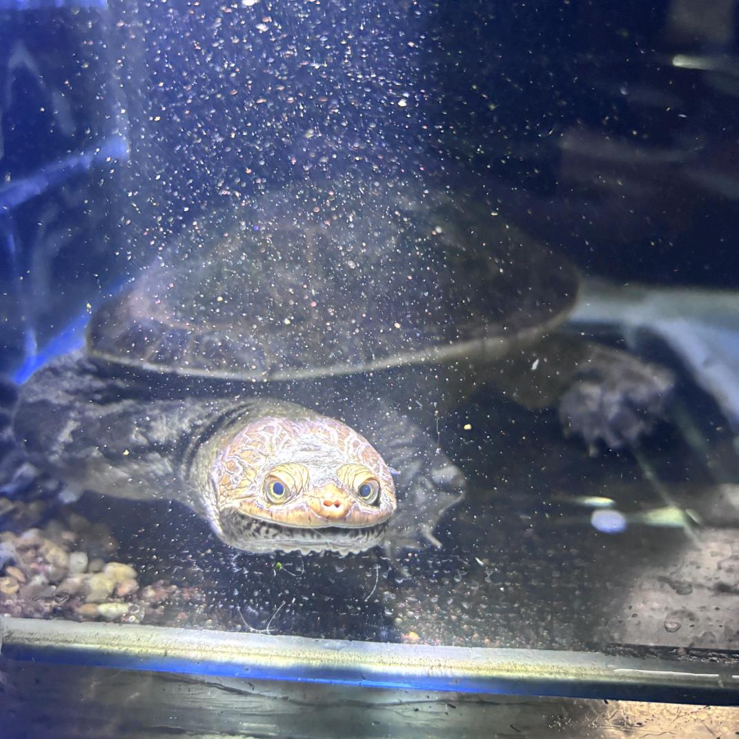 鳄鳄🐢