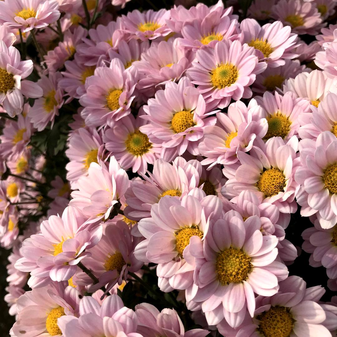 让世界充满爱❤️