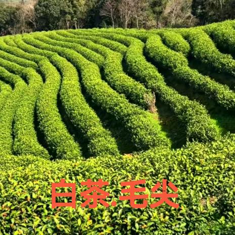 显明🤝《白茶.毛尖》
