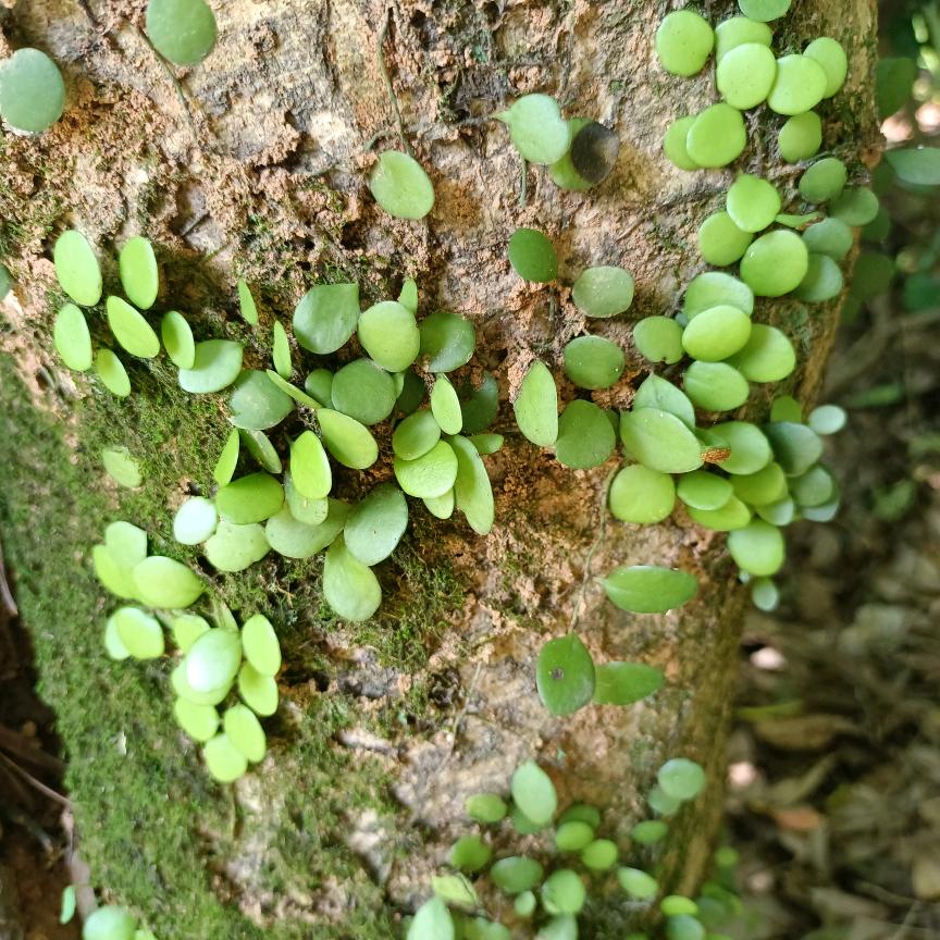 º智商不在服务区།