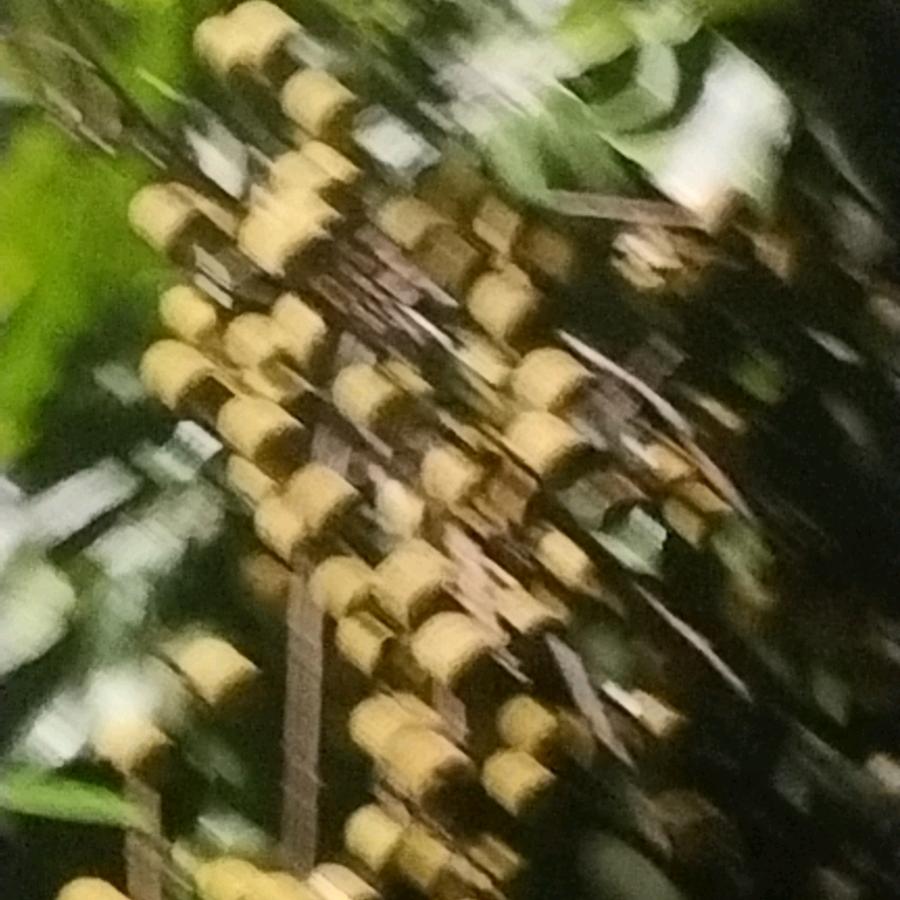 小雅