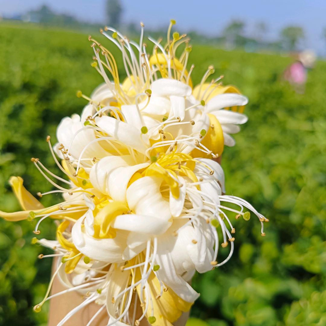 赵赵说农业(金银花)