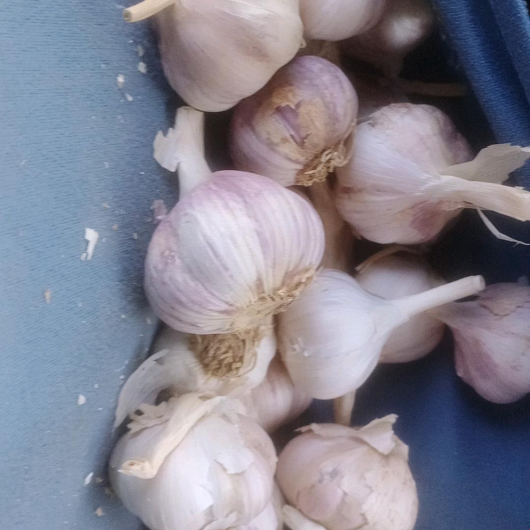 专业大蒜花生