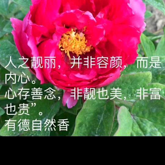 心随舞动