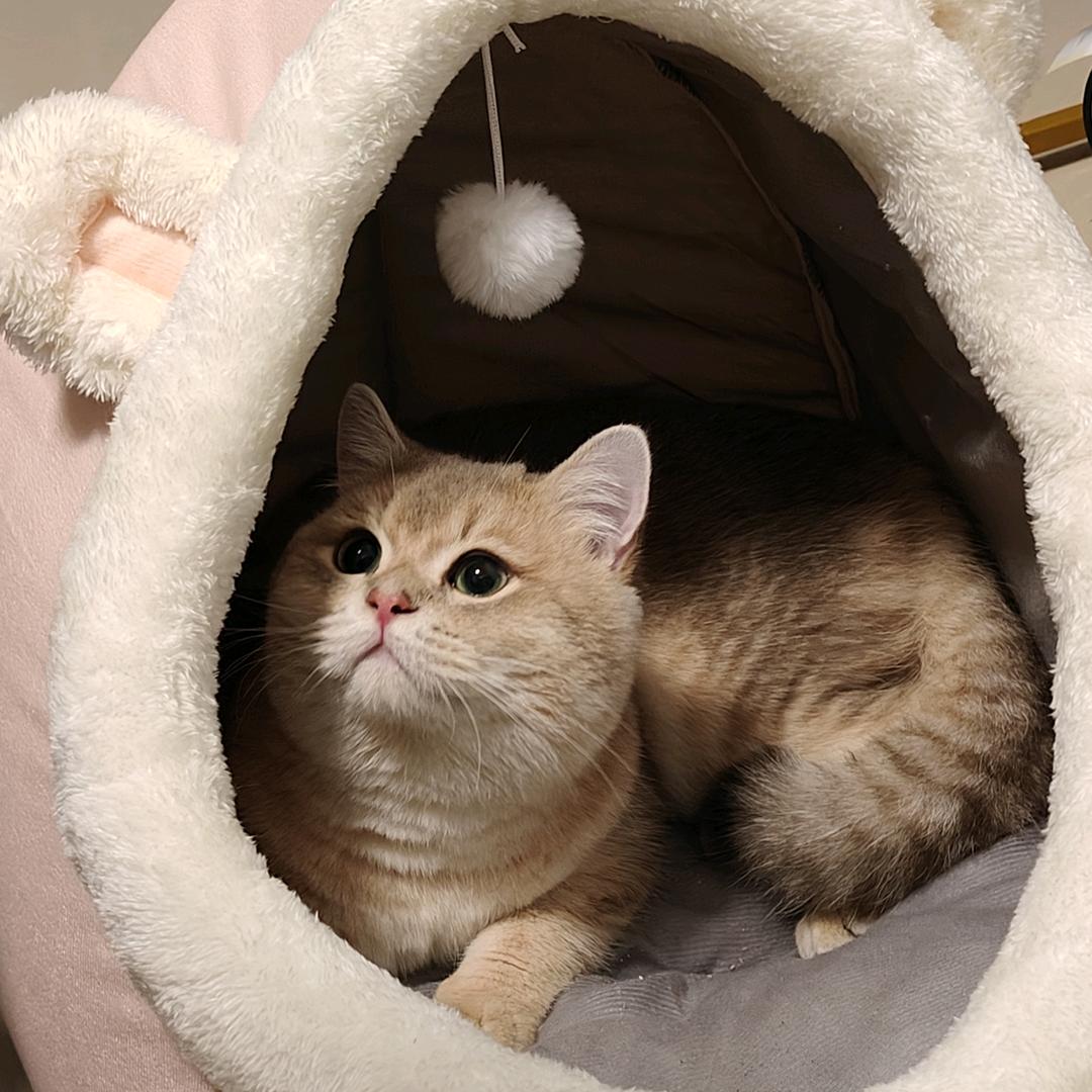 亚弥
