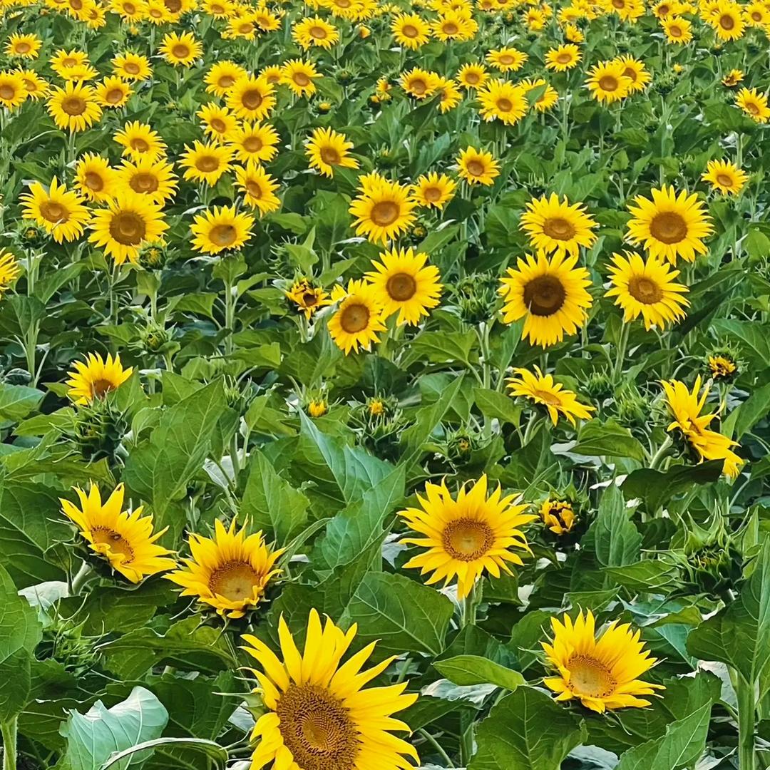 游戏之歌