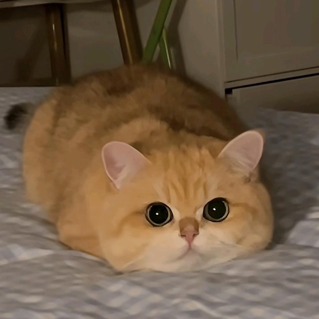 洛尘