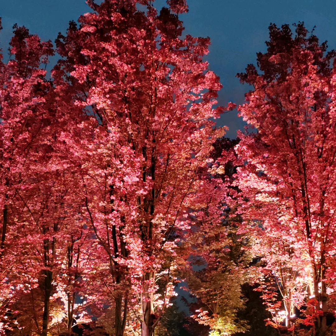 繁花入梦