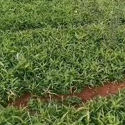 贵州威宁半夏种植