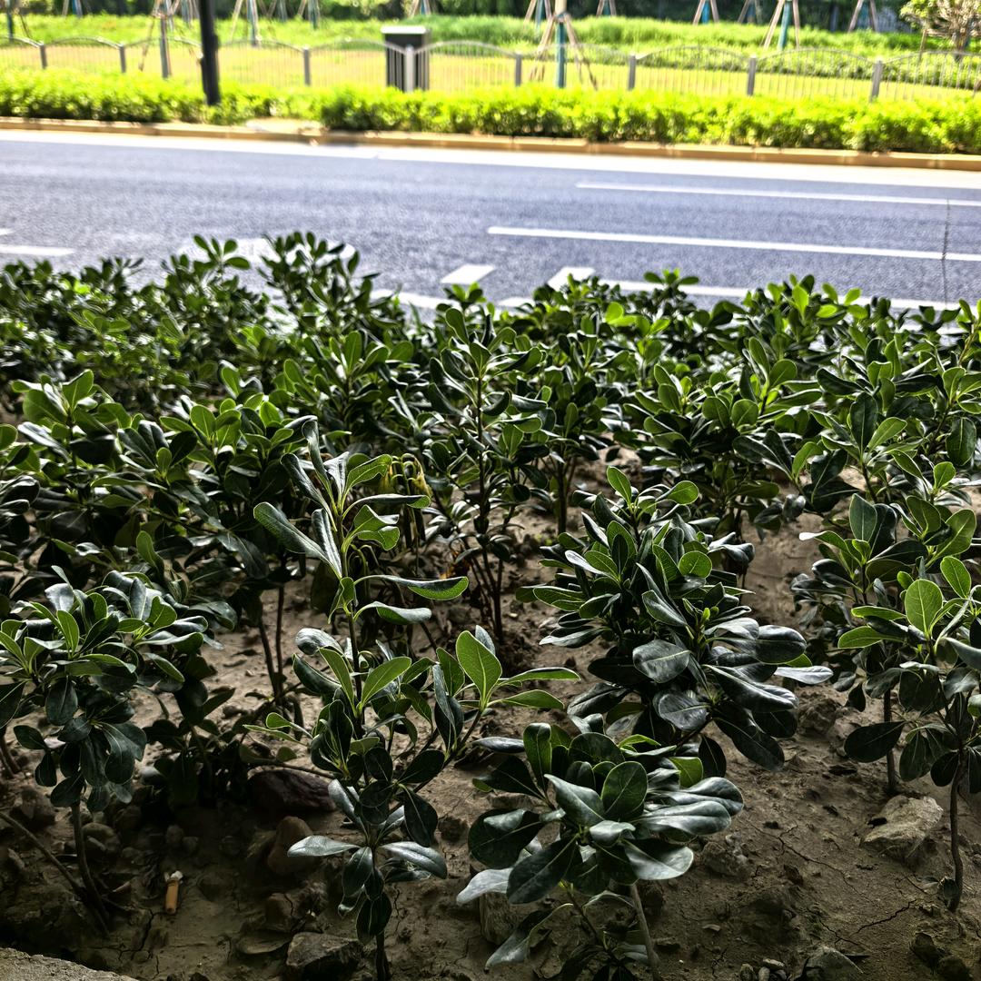 苍穹