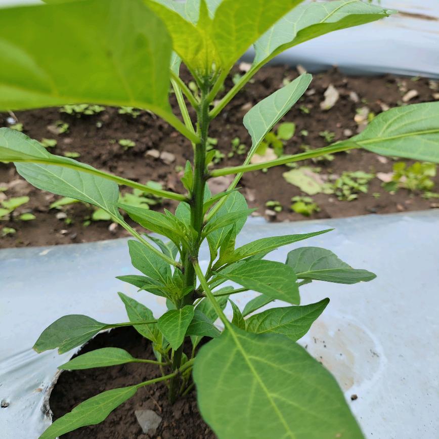 cheng2025学种🌶️