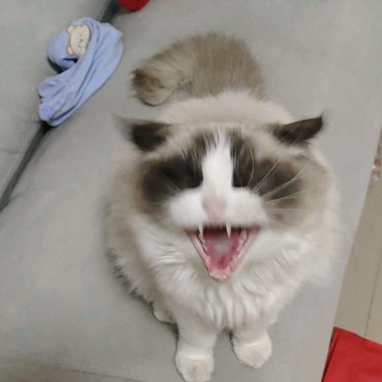 歡歡
