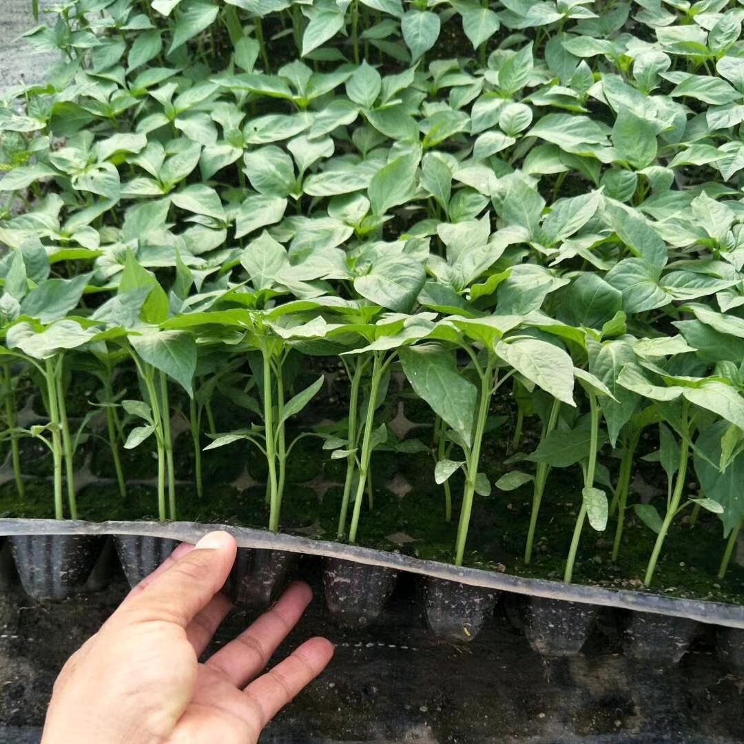 周口市淮阳区舒皓育苗基地（红太阳种子商行