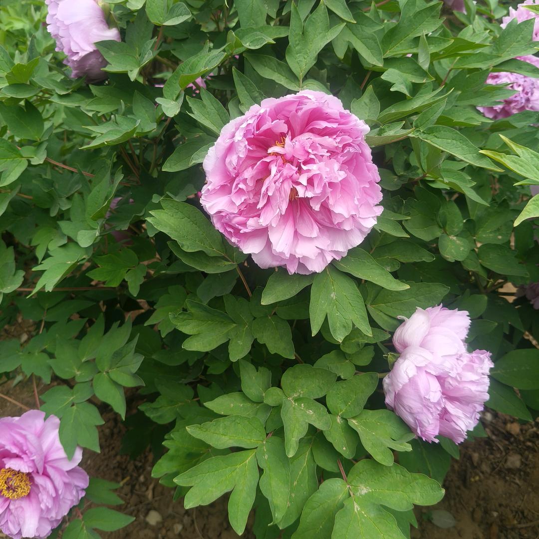 我的后半生是你