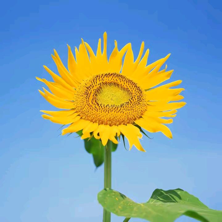 悠悠