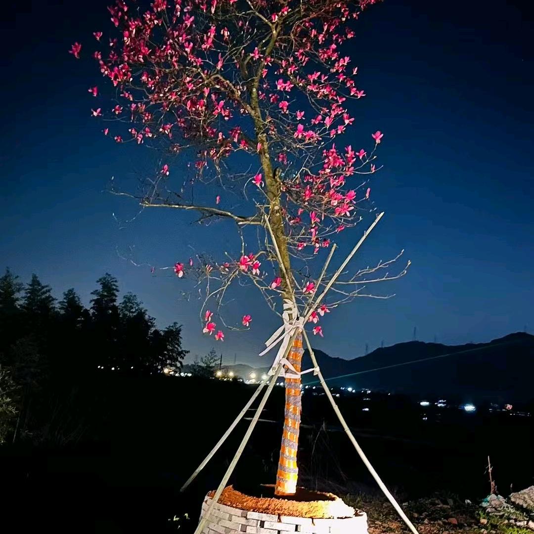 沭阳花卉园艺