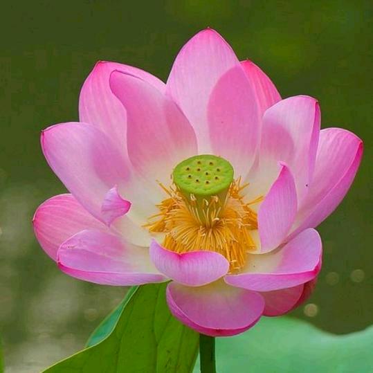 缘满