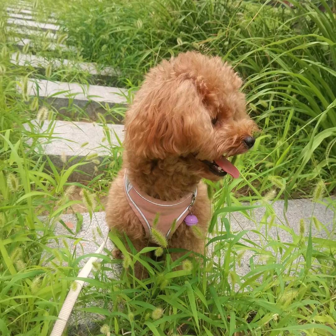 萌