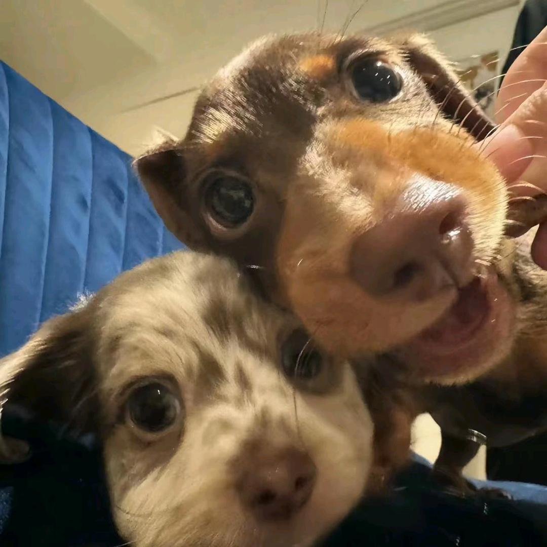 你行你也叫咪咪大王