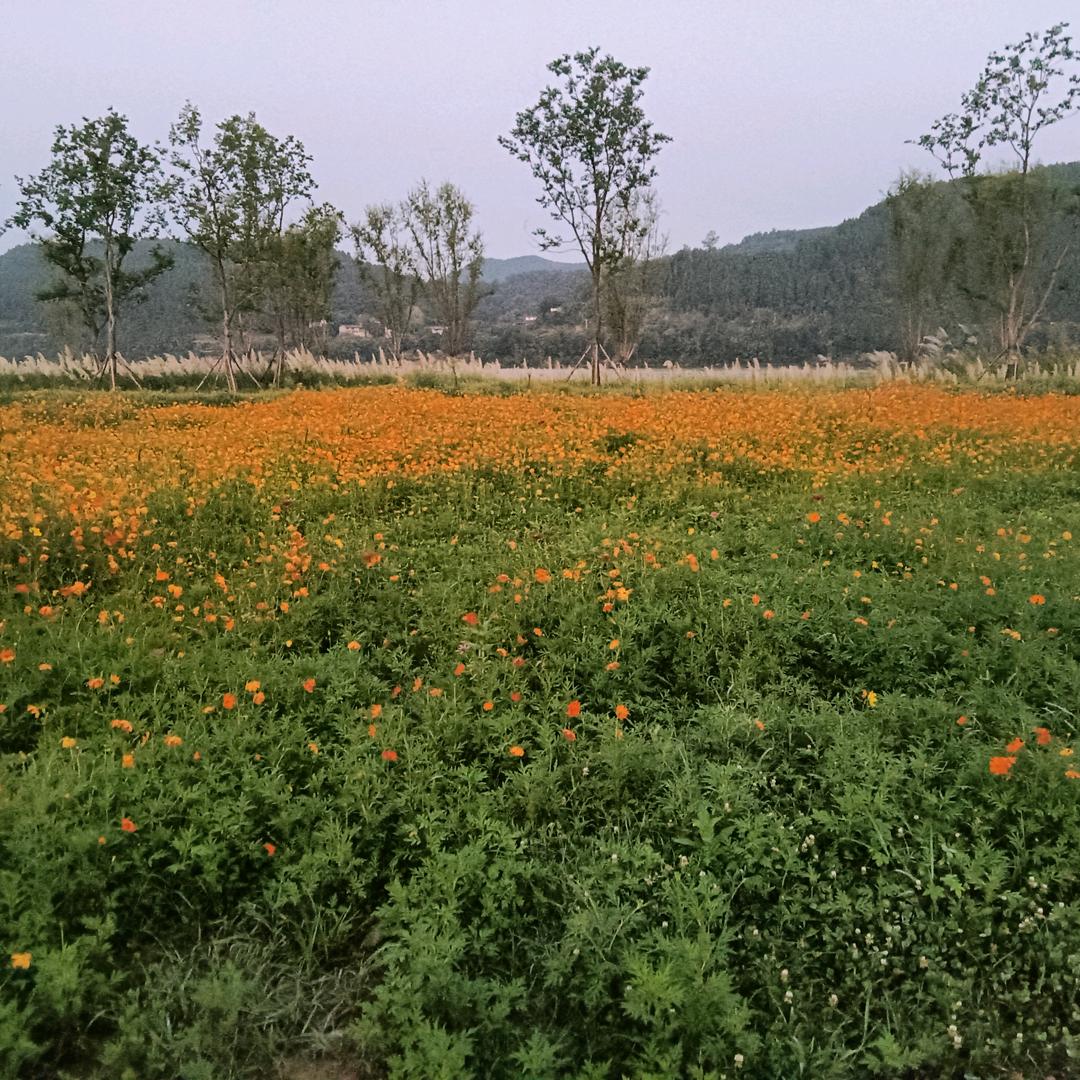 晨曦