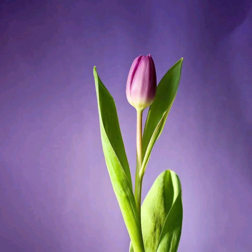 紫色ƪ(˘⌣˘)ʃ优雅