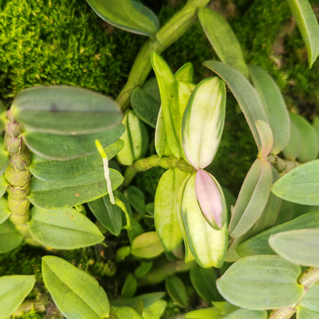 夏官权石斛创意小铺