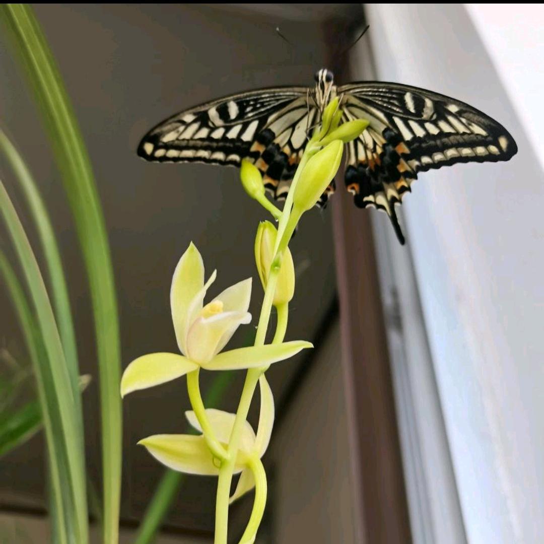 এ᭄ꦿ独处ꦿ໌້۵