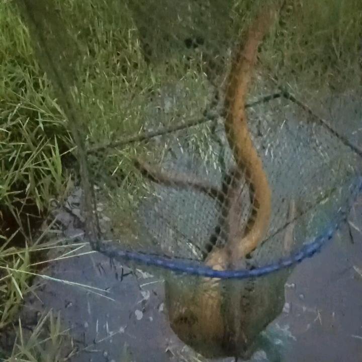 土黄鳝，土王秋