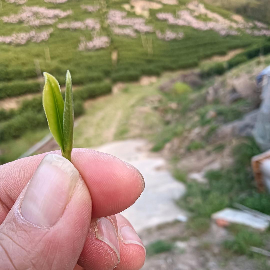 ；小木沐